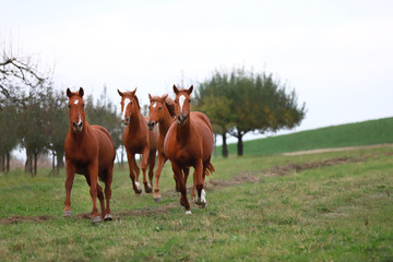 Peaceful idyllic landscape with young chestnut mares on the hill