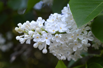 white flowers of lilac