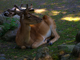 Unscheues Reh Heart for Animals