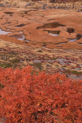 高山の色付いた湿原