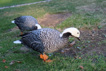 Goose