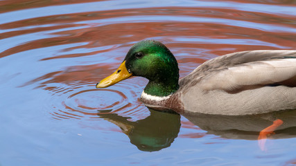 Mallard duck, closeup, no people, water, autumn.
