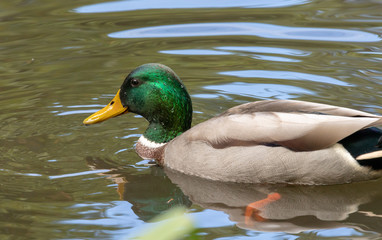 Mallard duck, closeup, no people, water, autumn.