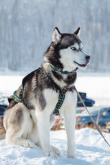 Funny dog, Siberian Husky sitting in the snow.