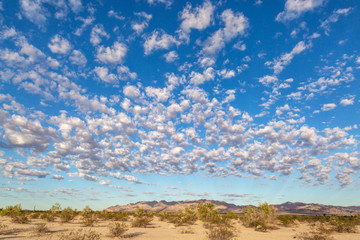 Fototapeta na wymiar Californian desert landscape with morning light, and fluffy clouds overhead