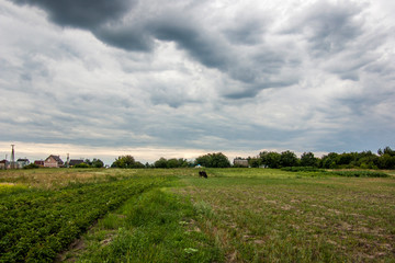 Obraz premium cow in the field