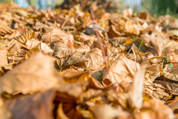 Yellow colored autumn leaves that lie on the grass