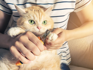 Young girl cuts the claws of a beautiful cream kitten with green eyes
