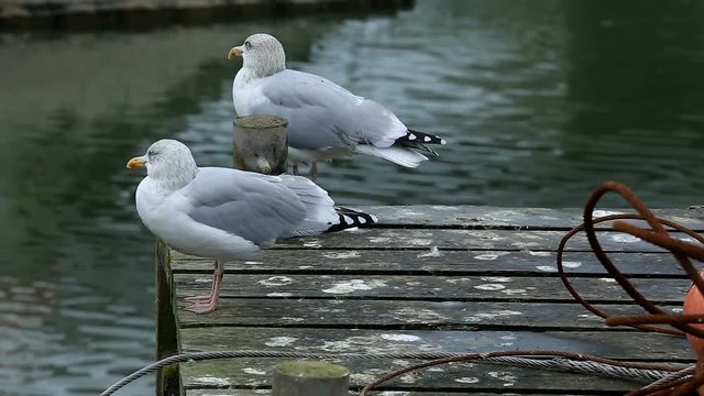 Gulls on a pier in Normandy