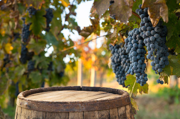 Vin rouge avec baril sur vignoble en Toscane verte, Italie