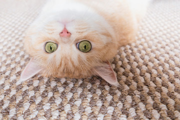 A beautiful cream tabby cat with green eyes lies on the back on a beige carpet