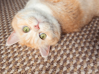 A beautiful cream tabby cat with green eyes lies on the back on a beige carpet