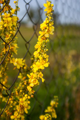 yellow flowers in spring