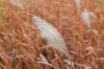 Feather grass  in the garden bed in autumn