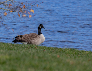 canadian goose on the lake