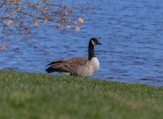 canadian goose on the lake's edge