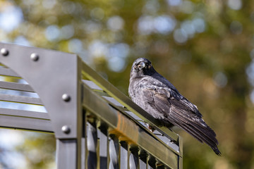 crow closeup on a fence with blurred background