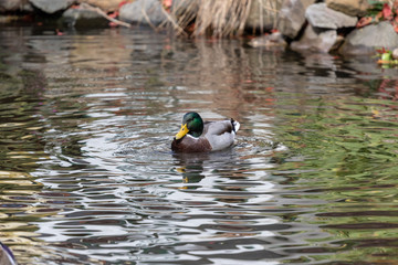 Mallard duck, closeup, no people, water, autumn.