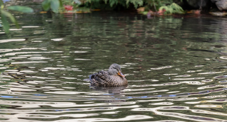 duck in the water