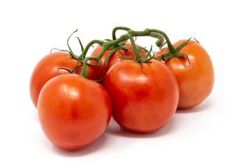 pomodoro Solanum lycopersicum