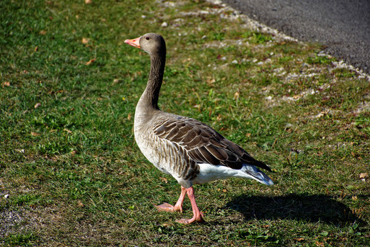 an important arrogant goose on the road