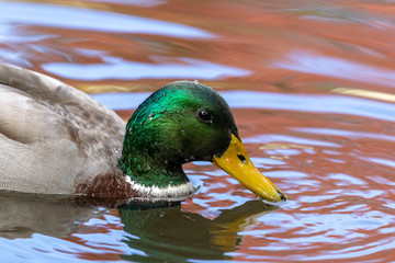 Mallard duck, closeup, no people, water, autumn.