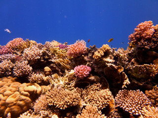 Fototapeta na wymiar coral and tropical fish