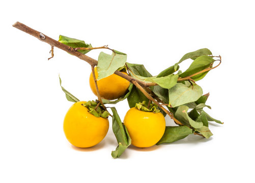 cachi kaki Diospyros kaki 