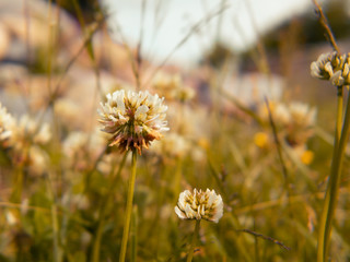 Glade of white clover in the rays of the setting sun