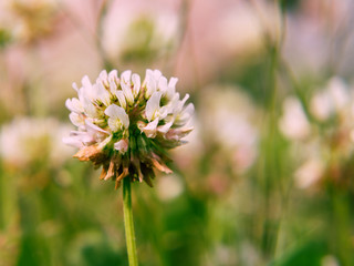Flower of a white clover in the rays of the setting sun on a blurry background of stones