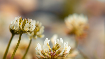 Flowers of a white clover in the rays of the setting sun on a blurry background of stones