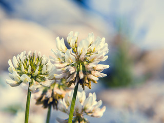 Flowers of a white clover on a blurry background of stones