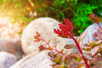Sedum spurium on the rock garden on the background of stones