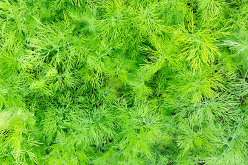 Green dill in the garden, texture