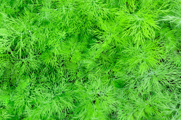 Green dill in the garden, texture