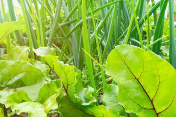 Fresh chard and spring onion in the garden