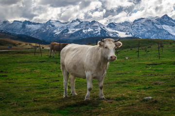 Fototapeta na wymiar Vacas y caballos pasan el verano y parte del otoño en los prados de alta montaña hasta que llegan las primeras nevadas Val de Aran, Cataluña, España.