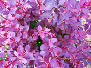 Bush red barberry close-up, top view, texture