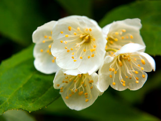 White mock-orange flowers with green leaves close-up