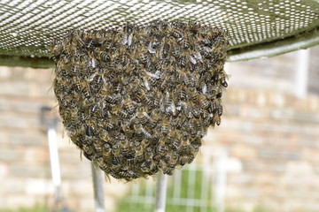 Bee cluster making a temporary home under an old iron chair. Protecting the Queen while scout bees search for a new home. Worker bees feed the bees holding up the main cluster from the top.
