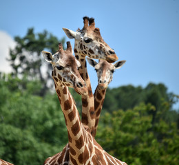 Fototapeta premium jirafa