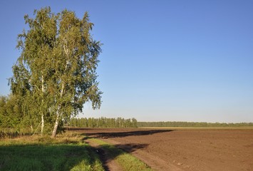 Obraz premium Русское поле