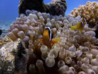 coral reef with fish