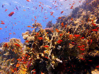 Fototapeta na wymiar fish in red sea