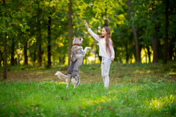 Fototapeta premium Girl is training husky dog in the autumn park on the green grass