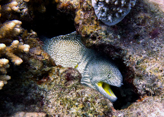 moray