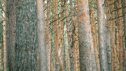 Pine forest in the evening light.