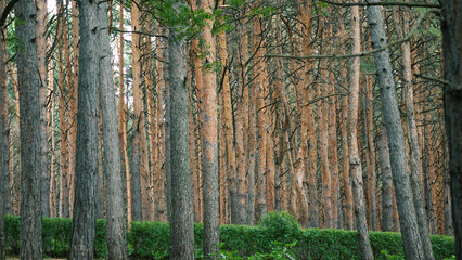 Pine forest in the evening light.