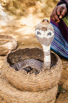 Cobra  in basket of snake charmer, Ella ,  Sri Lanka