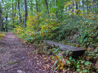 footpath and bench in the autumn park in the Loire, France